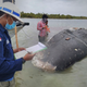 The researchers collect samples from the deceased animal.